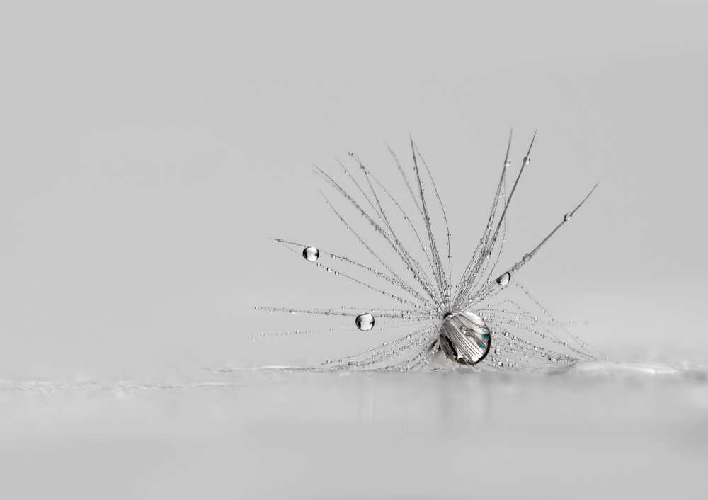 My Silver Spider von Heidi Westum
