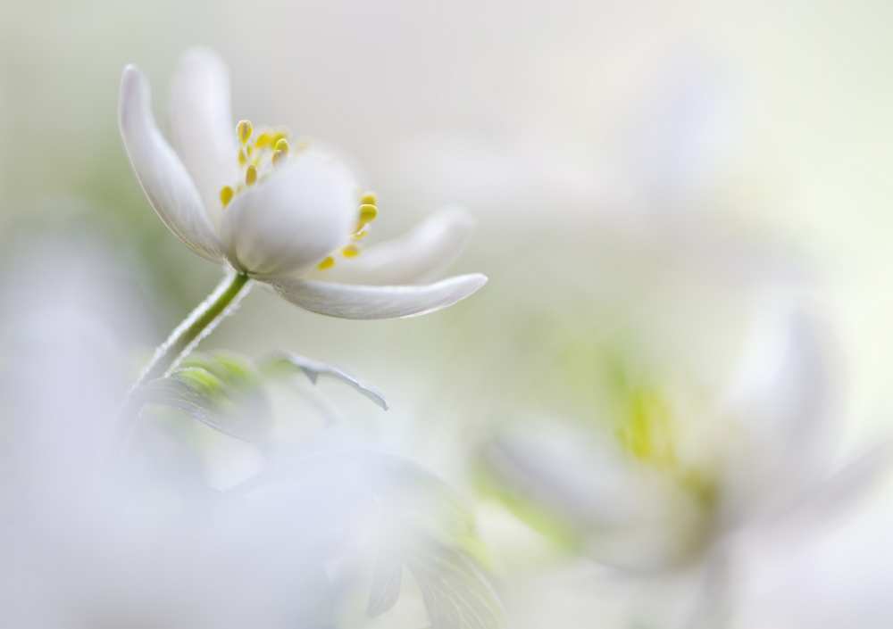 White Spring von Heidi Westum