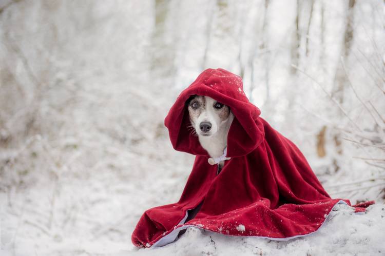 Little Red Riding Hood in Winter von Heike Willers