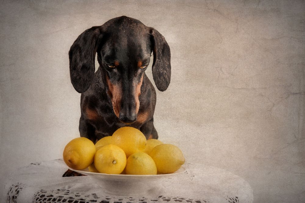 Wenn das Leben dir Zitronen gibt... von Heike Willers