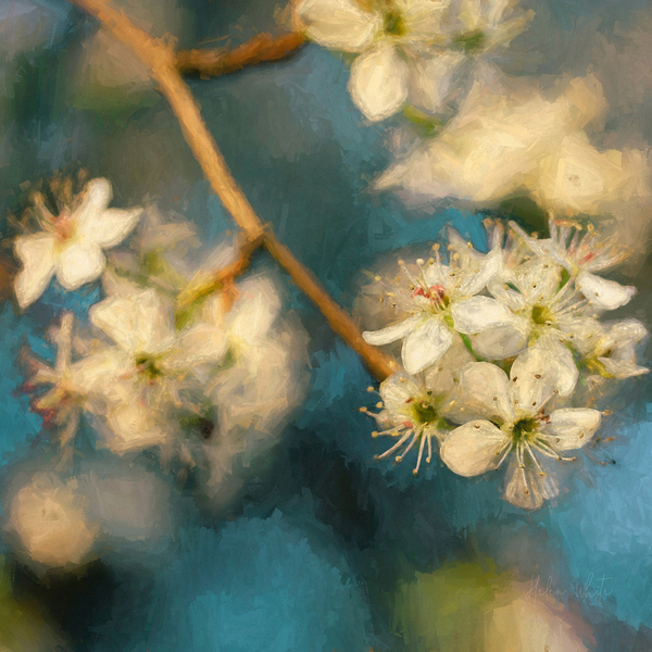 Apple Blossom von Helen White