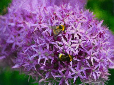 Bees in the aliums 2018