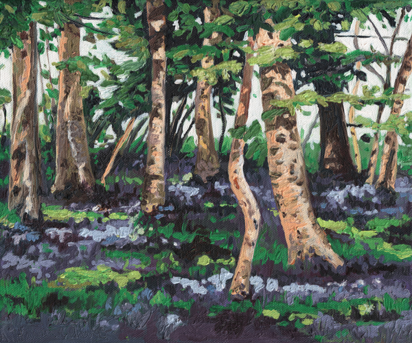 Bluebell Wood von Helen White