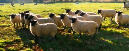 Flock Watching 2018