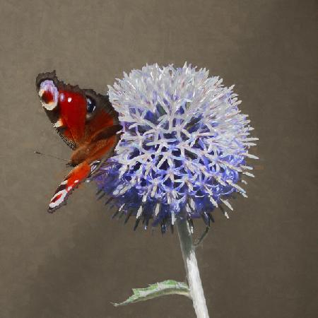 Peacock on Blue Thistle 2019