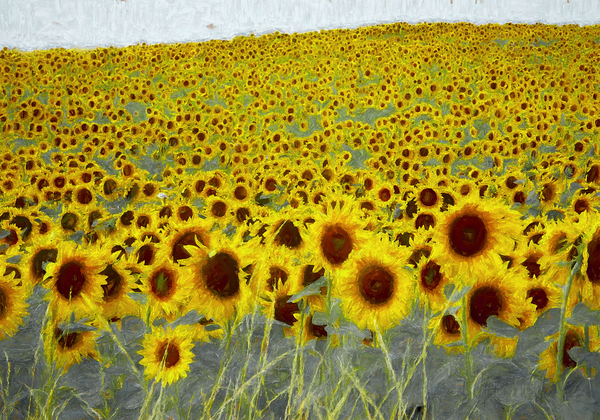 Sunflower field von Helen White