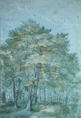 Group of Trees in a Wood c.1600  &