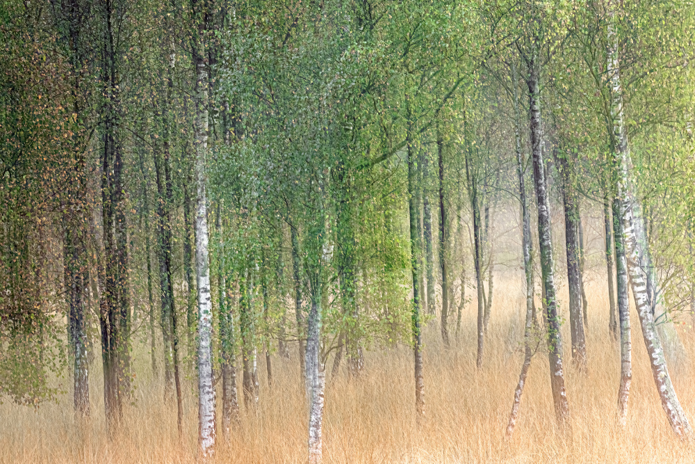 Winkende Bäume von Henk Goossens