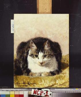 Brave Katze 1893
