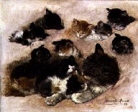 Study of cats and kittens 1896