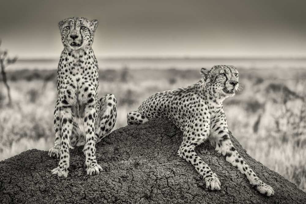 Two Cheetahs watching out von Henrike Scheid