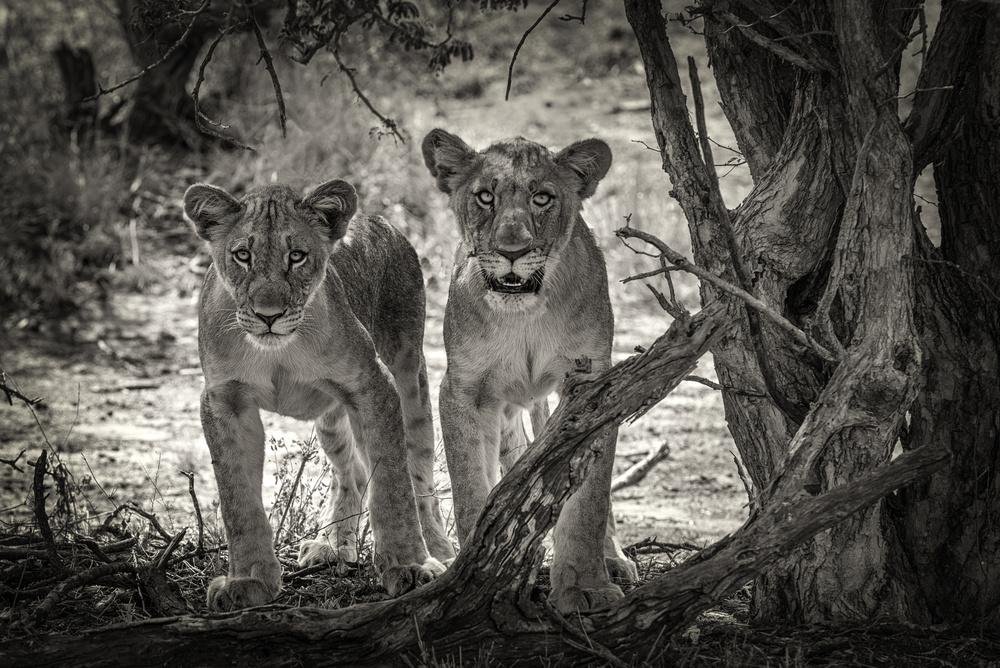 Zwei junge Löwen von Henrike Scheid