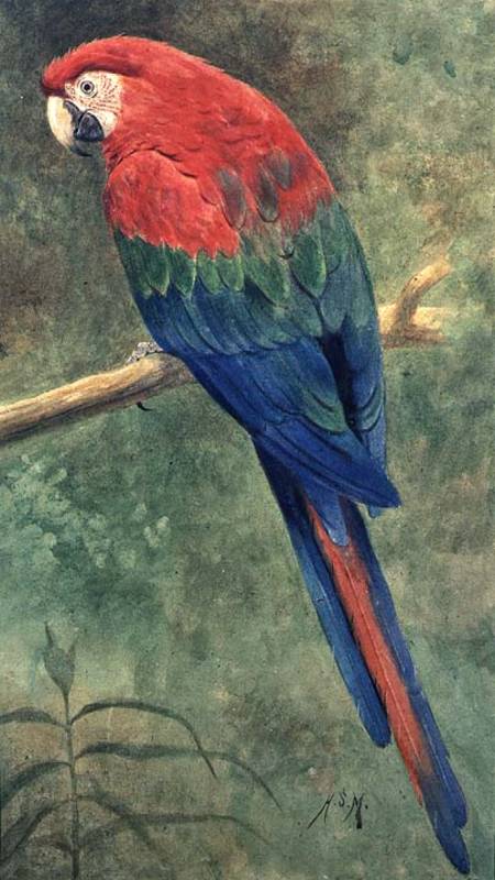 Red and Blue Macaw (w/c heightened with white on paper) von Henry Stacey Marks