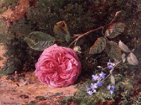 Pink Rose on a Mossy Bank 1875  on
