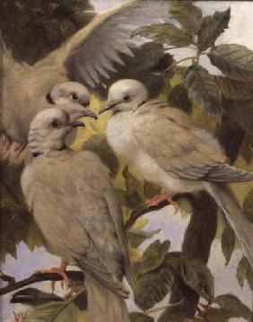 Three Ringed Doves