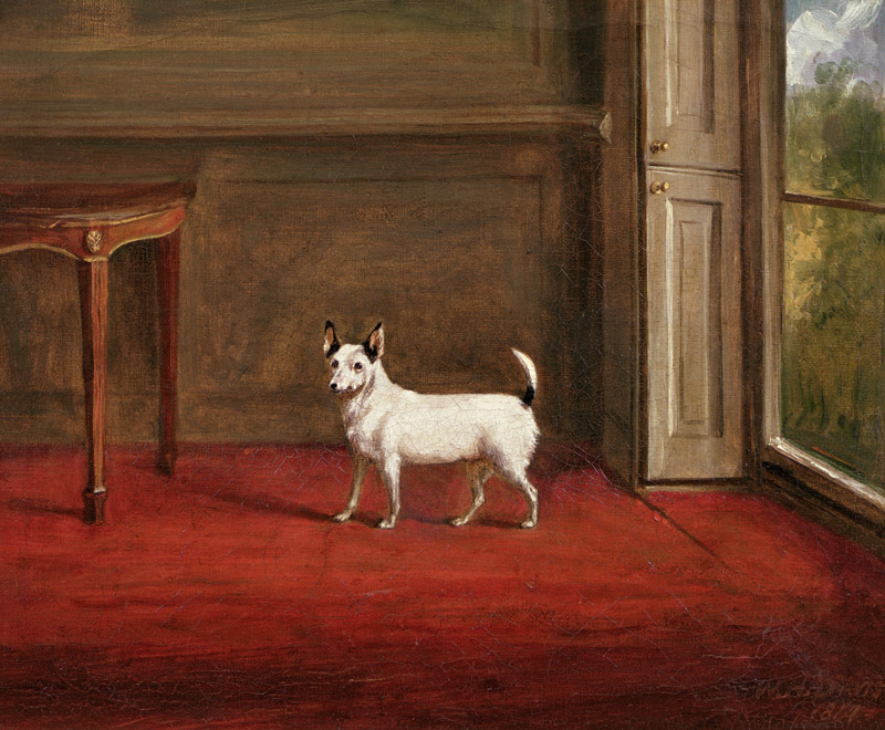 Portrait of a Jack Russell Terrier (in Regency Interior) von Henry William Banks Davis