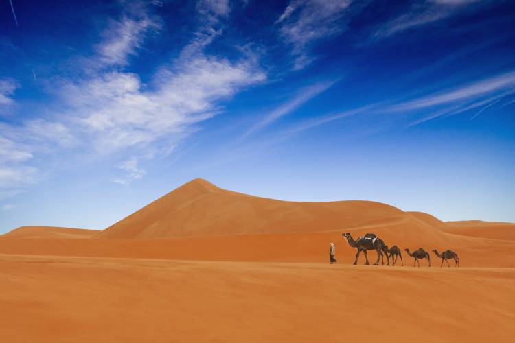 Desert Life .. von Hesham Alhumaid
