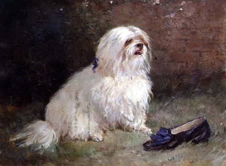 A Maltese Terrier von Heywood Hardy