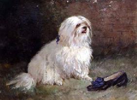 A Maltese Terrier 1871