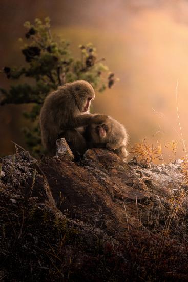 Affen-Elternteil und Kind