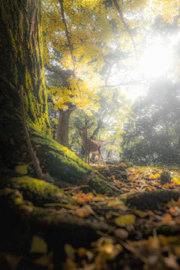 Ein Rehkitz im Herbstwald