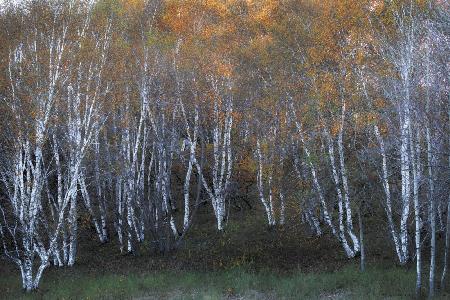 Herbst der weißen Birke