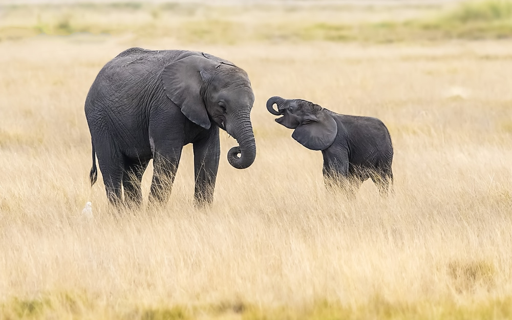Mutter und Baby-Elefanten von Hua Zhu