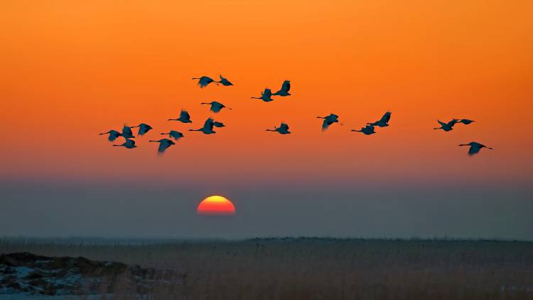 Red-crowned Crane von Hua Zhu