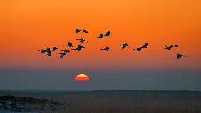 Red-crowned Crane