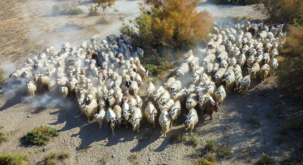 Sheep von Hua Zhu