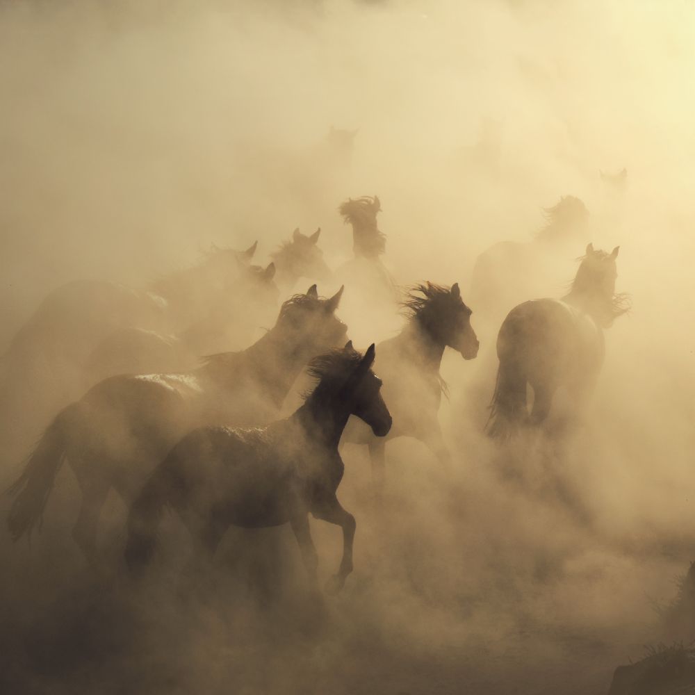 Migration von Pferden von Hüseyin Taskin