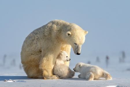 Freches Eisbärenjunges