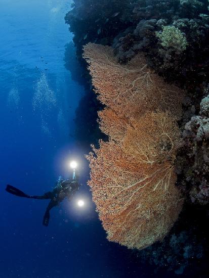 Gorgonienkoralle und ein Unterwasserfotograf