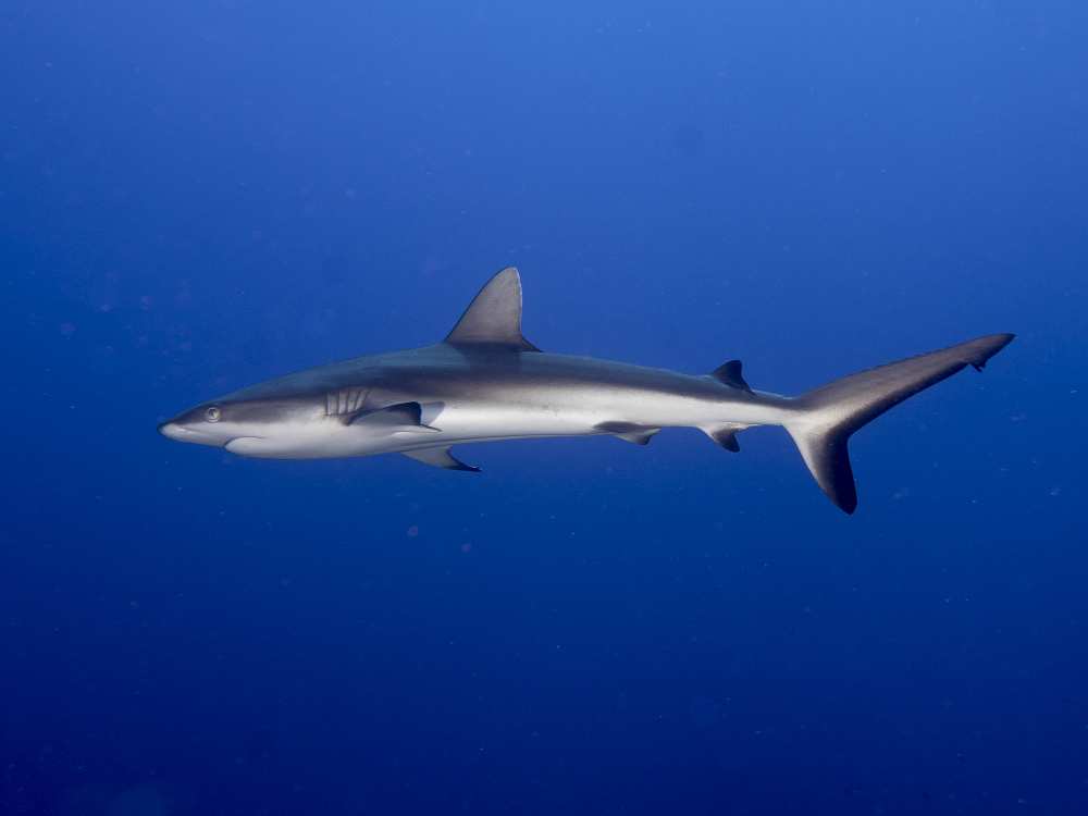 Juvenile  Grey Reef Shark (Carcharhinus amblyrhynchos) von Ilan Ben Tov