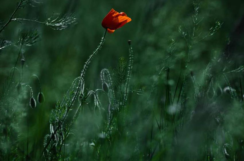 Ildiko Neer