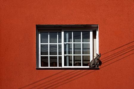 Katze in einem Fenster