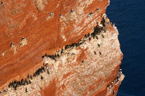Helgoland - Roter Felsen - Lummenfelsen von Ingo Wagner