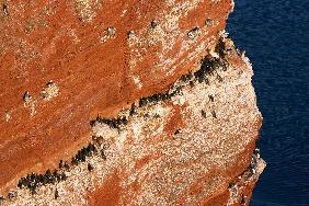 Helgoland - Roter Felsen - Lummenfelsen