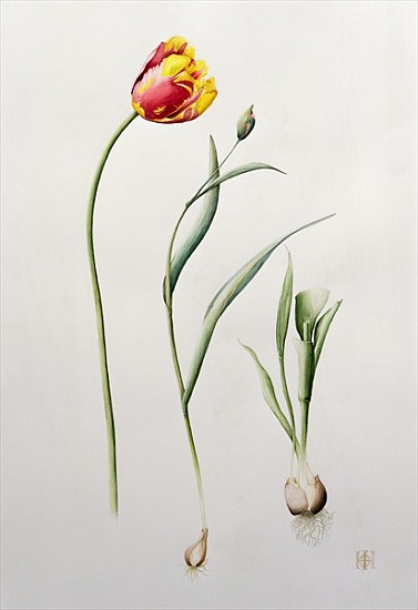 Parrot Tulip, 1995 (w/c)  von Iona  Hordern