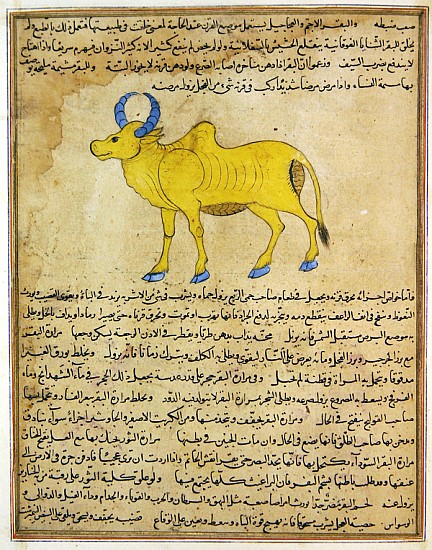Ms E-7 fol.181b Zebu, illustration from ''The Wonders of the Creation and the Curiosities of Existen von Islamic School