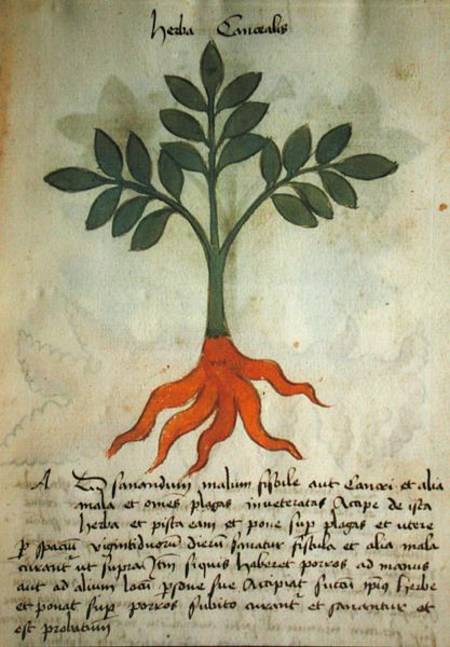 Ms 320 M fol.14r Herba Cancealis, from 'Liber Herbarius una cum rationibus conficiendi medicamenta' von Scuola pittorica italiana