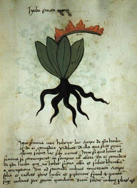 Ms 320 M Fol.28r Herba Santa Maria, from 'Liber Herbarius una cum rationibus conficiendi medicamenta von Scuola pittorica italiana