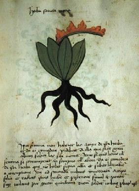 Ms 320 M Fol.28r Herba Santa Maria, from 'Liber Herbarius una cum rationibus conficiendi medicamenta