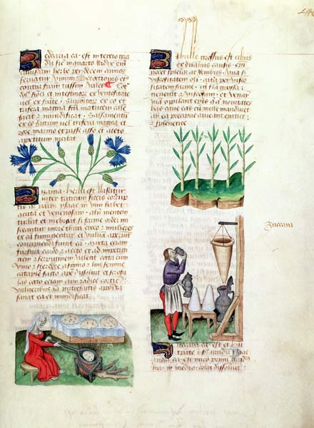 Ms Lat 993 L.9.28 Fol.142r Cornflowers, making pancakes, sugar cane and making sugar syrup, from 'Tr von Italian School, (15th century)