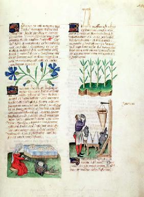 Ms Lat 993 L.9.28 Fol.142r Cornflowers, making pancakes, sugar cane and making sugar syrup, from 'Tr 1833