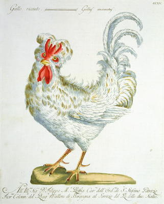 Curly-Haired Cockerel, c.1767-76 (hand coloured engraving) von Italian School, (18th century)