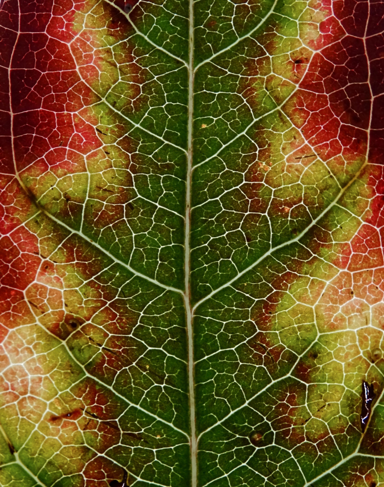 Herbstblatt von Ivan Lesica