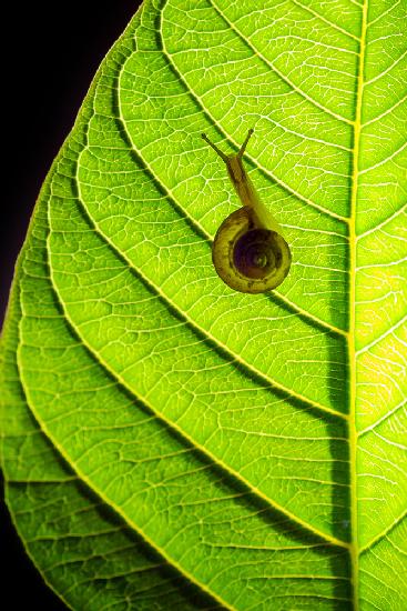 Herr Schnecke