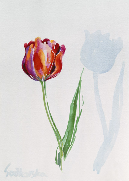 Tulip von Izabella  Godlewska de Aranda