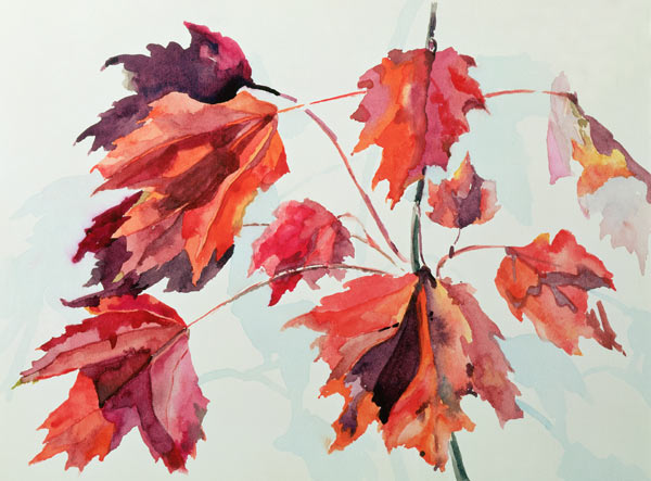 No.24 Autumn Maple Leaves (w/c)  von Izabella  Godlewska de Aranda
